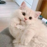 Francisca Padilla Avatar